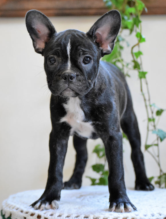 ICA Registered Frenchton Puppy For Sale Shiloh, OH Female- Chloe