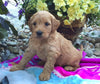 Mini Goldendoodle For Sale Fredericksburg, OH Female- Chloe