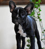 ICA Registered Frenchton Puppy For Sale Shiloh, OH Female- Chloe