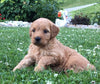 Mini Goldendoodle For Sale Fredericksburg, OH Female- Chloe