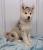 Pomsky Puppy For Sale Waynesburg, OH Female - Chloe