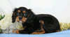 AKC Registered Cavalier King Charles Spaniel For Sale Wooster, OH Male- Chuck