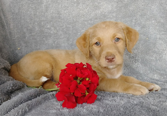 Mini F1B Labradoodle For Sale Millersburg, OH Male- Clay