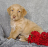 Mini F1B Labradoodle For Sale Millersburg, OH Male- Clay