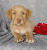 Mini F1B Labradoodle For Sale Millersburg, OH Male- Clay