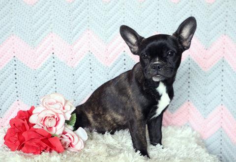 Frenchton Puppy For Sale Mansfield, OH Female- Coco