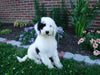 Sheepadoodle (Standard) For Sale Baltic, OH Male- Cody