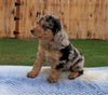 Mini Aussiedoodle For Sale Holmesville, OH Male- Cody