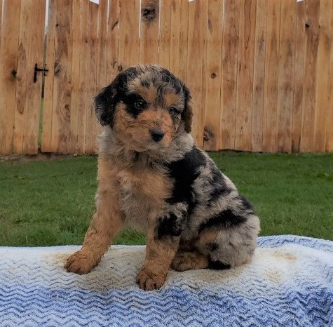 Mini Aussiedoodle For Sale Holmesville, OH Male- Cody