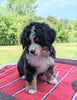 Bernese Mountain Dog For Sale Dundee, OH Male- Cody