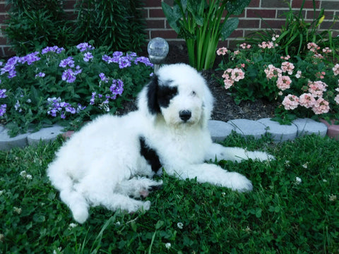 Sheepadoodle (Standard) For Sale Baltic, OH Male- Cody