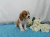AKC Registered Cavalier King Charles Spaniel For Sale Wooster OH, Male- Collin