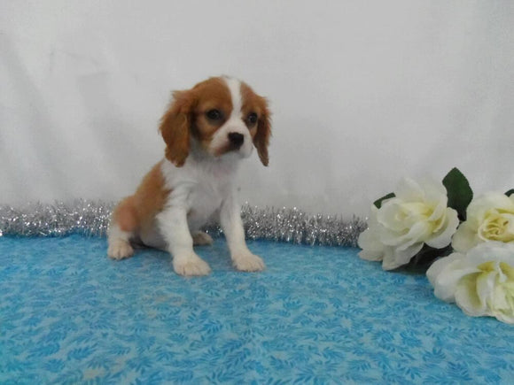 AKC Registered Cavalier King Charles Spaniel For Sale Wooster OH, Male- Collin