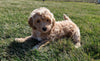 Maltipoo For Sale Millersburg, OH Male- Colten