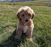 Maltipoo For Sale Millersburg, OH Male- Colten