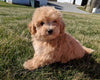 Maltipoo For Sale Millersburg, OH Male- Conner