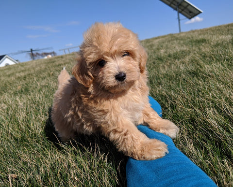 Maltipoo For Sale Millersburg, OH Male- Conner