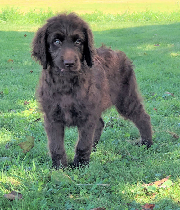 Labradoodle For Sale Sugarcreek, OH Male- Connor