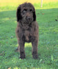 Labradoodle For Sale Sugarcreek, OH Male- Connor