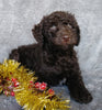 Mini Labradoodle For Sale Millersburg, OH Male- Cookie