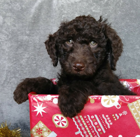 Mini Labradoodle For Sale Millersburg, OH Male- Cookie