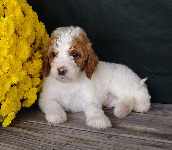 F1B Medium Labradoodle For Sale Millersburg, OH Male- Cookie