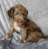 Mini F1B Labradoodle For Sale Millersburg, OH Male- Cooper