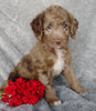 Mini F1B Labradoodle For Sale Millersburg, OH Male- Cooper