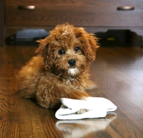 Cavapoo For Sale Fredericksburg, OH Male- Cooper