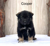 Norwegian Elkhound Hybrid For Sale Adamsville, OH Male- Cooper