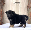 Norwegian Elkhound Hybrid For Sale Adamsville, OH Male- Cooper