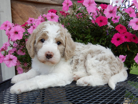 Mini Labradoodle For Sale Millersburg, OH Male- Cooper