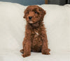 Cockapoo For Sale Millersburg, OH Male- Cooper