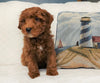 Cockapoo For Sale Millersburg, OH Male- Cooper
