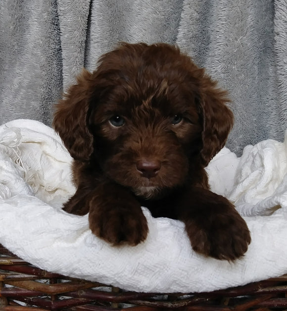 Mini Labradoodle For Sale Millersburg, OH Male- Cooper