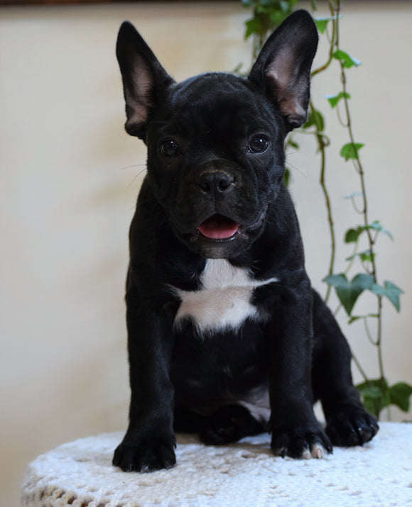 ICA Registered Frenchton Puppy For Sale Shiloh, OH Male- Cooper