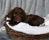 Mini Labradoodle For Sale Millersburg, OH Male- Cooper