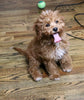 Cavapoo For Sale Fredericksburg, OH Male- Cooper