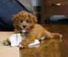 Cavapoo For Sale Fredericksburg, OH Male- Cooper