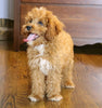 Cavapoo For Sale Fredericksburg, OH Male- Cooper