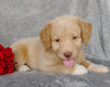 Mini F1B Labradoodle For Sale Millersburg, OH Male- Copper