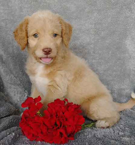 Mini F1B Labradoodle For Sale Millersburg, OH Male- Copper
