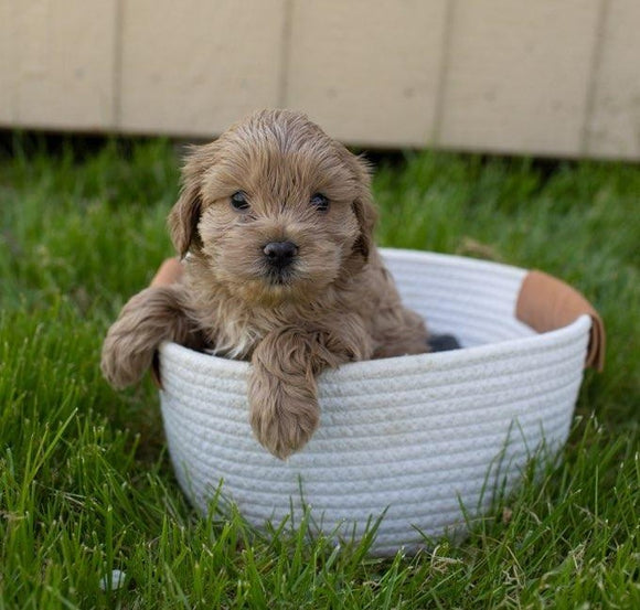 Cockapoo For Sale Fredericksburg, OH Male- Cory