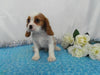 AKC Registered Cavalier King Charles Spaniel For Sale Wooster OH, Male- Cory