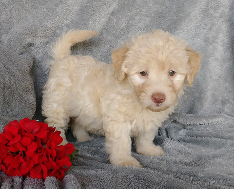 Mini F1B Labradoodle For Sale Millersburg, OH Female- Cupcake
