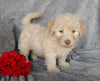 Mini F1B Labradoodle For Sale Millersburg, OH Female- Cupcake