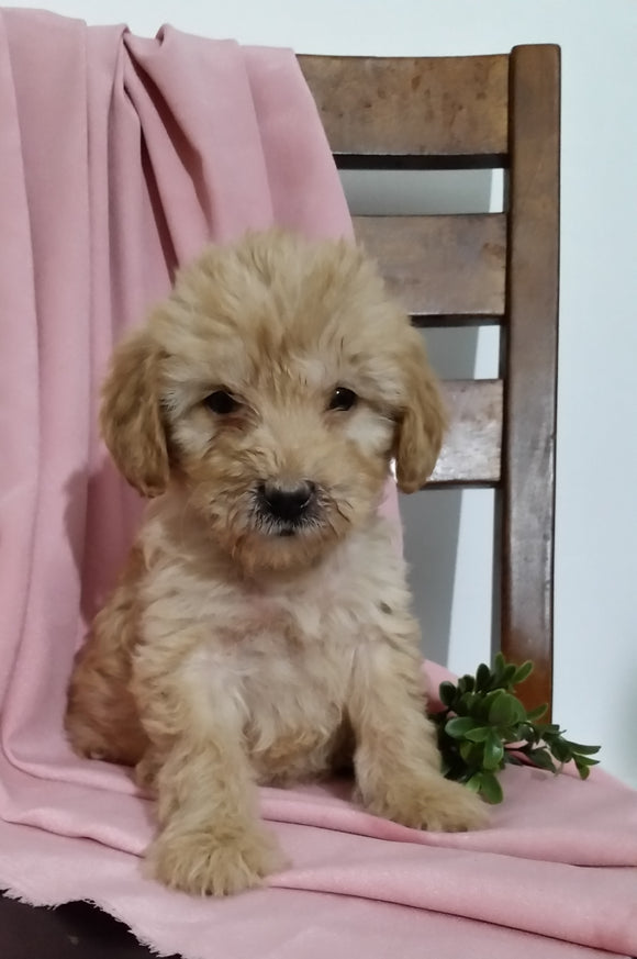 Mini Goldendoodle For Sale Sugarcreek, OH Female- Cupcake