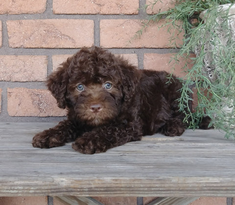 F1B Mini Labradoodle For Sale Millersburg, OH Female- Curly Q