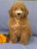 Mini Aussiedoodle For Sale Berlin, OH Male- Rusty