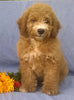 Mini Aussiedoodle For Sale Berlin, OH Male- Rusty